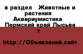  в раздел : Животные и растения » Аквариумистика . Пермский край,Лысьва г.